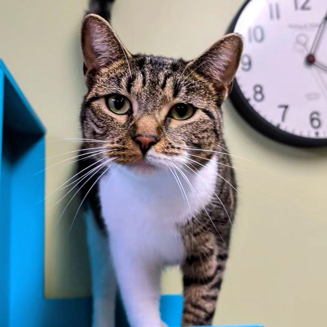 Enlarge Olivia, a Adoptable Domestic Short Hair in West Jefferson, OH image 5/6