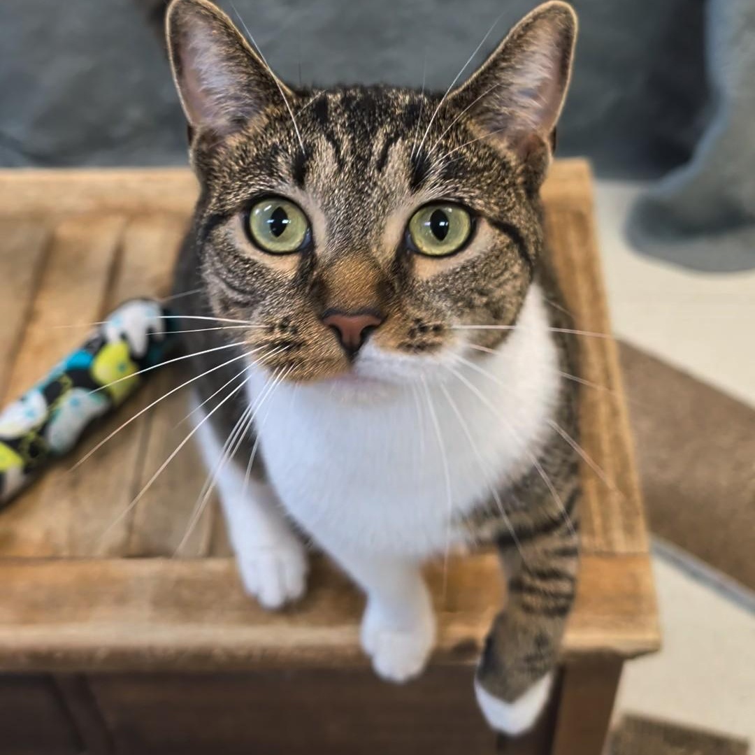 Olivia, Adoptable, Adult Female Domestic Short Hair.