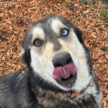 Iris, ADOPTABLE, Adult Female Husky.