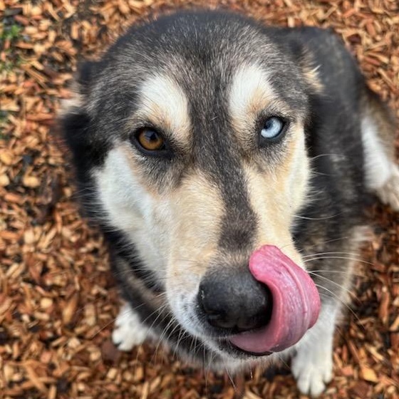 Iris, a ADOPTABLE mixed breed in The Dalles, OR image 2/4
