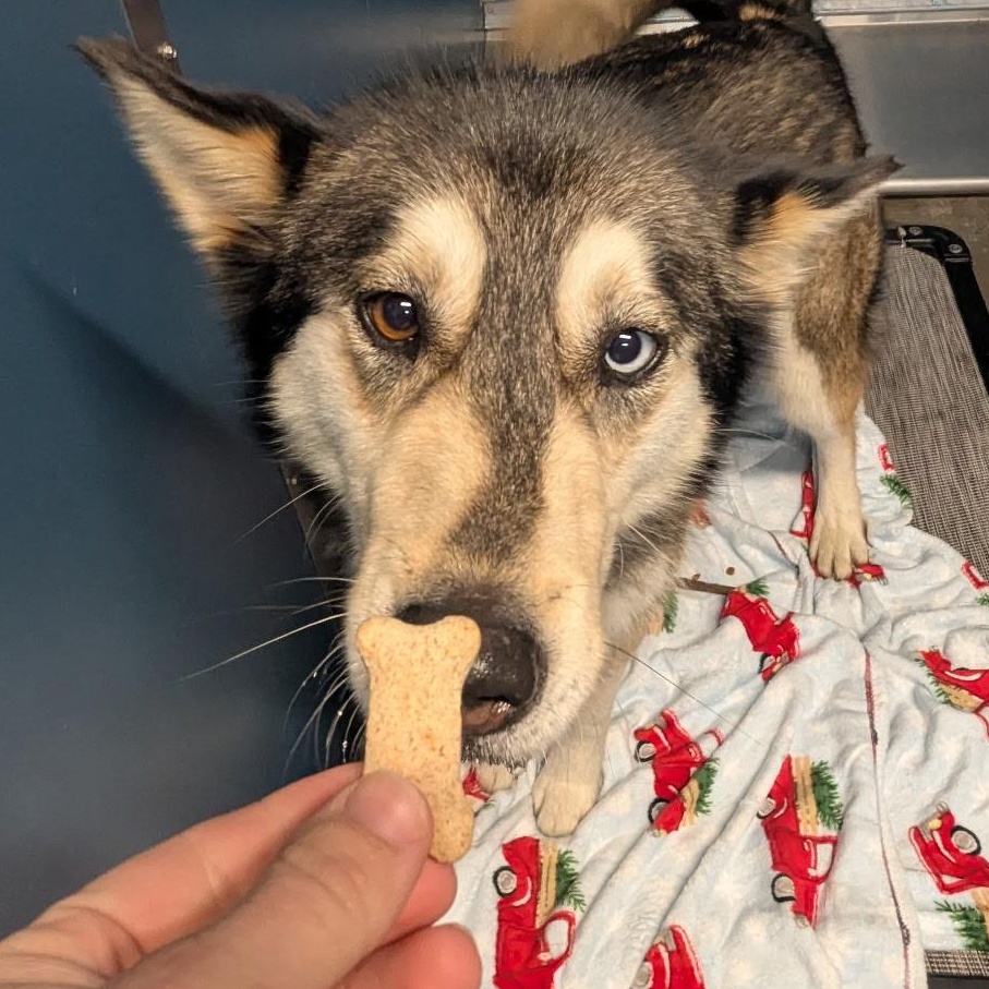 Iris, a ADOPTABLE mixed breed in The Dalles, OR image 3/4