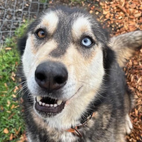 Iris, a ADOPTABLE mixed breed in The Dalles, OR image 4/4