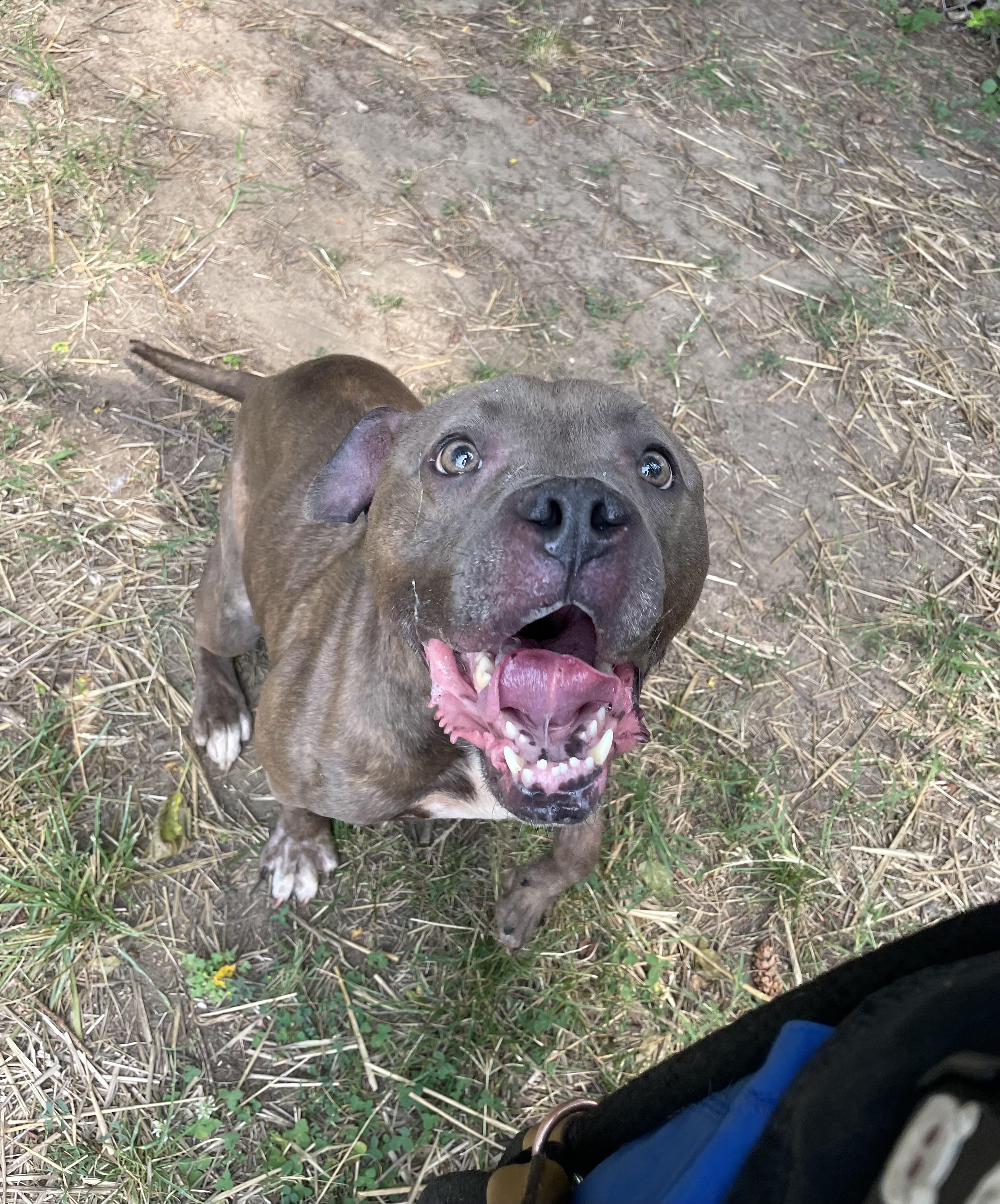 Enlarge Lemon Head, a ADOPTABLE mixed breed in Mishawaka, IN image 5/6
