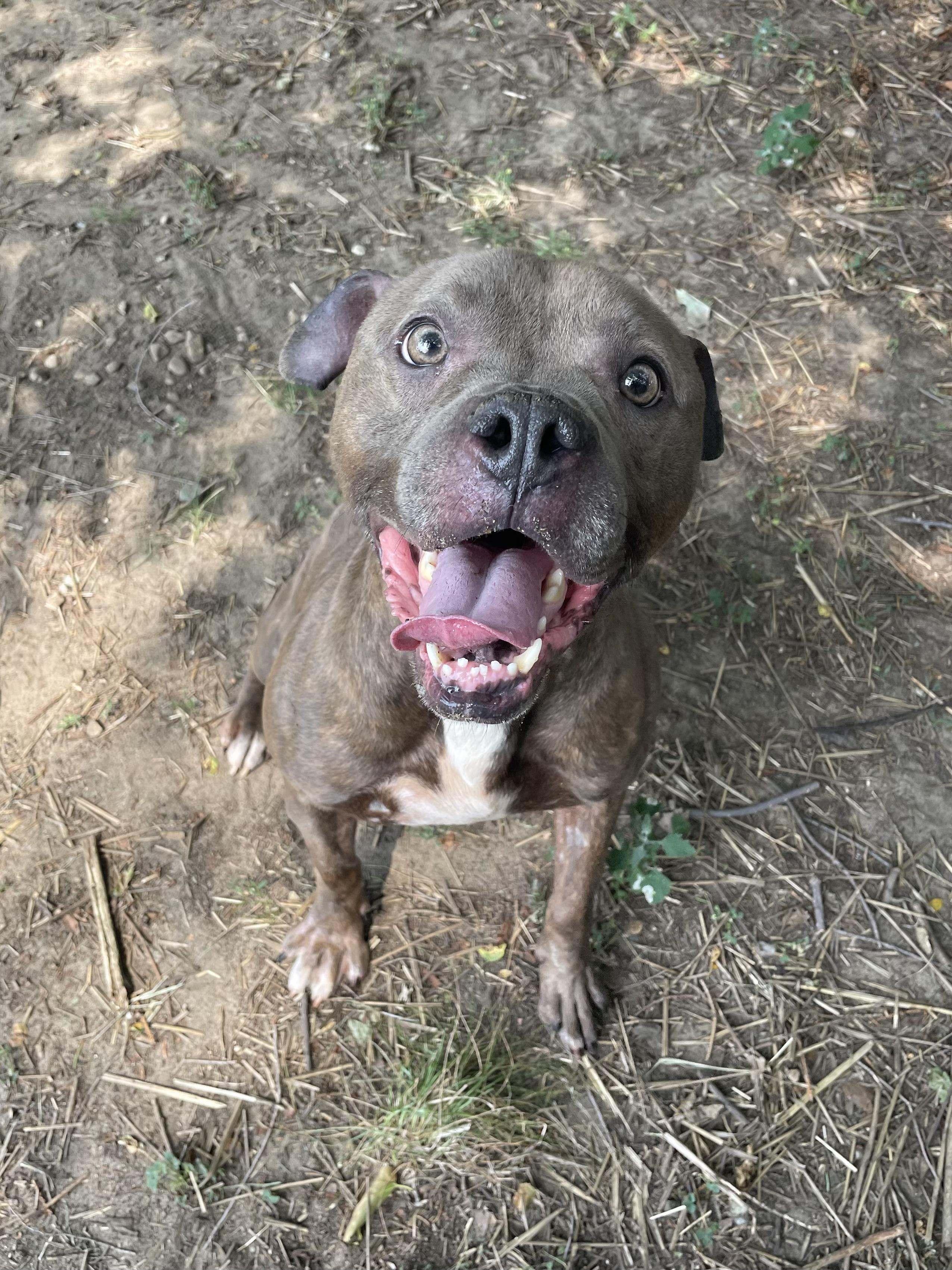 Enlarge Lemon Head, a ADOPTABLE mixed breed in Mishawaka, IN image 3/6