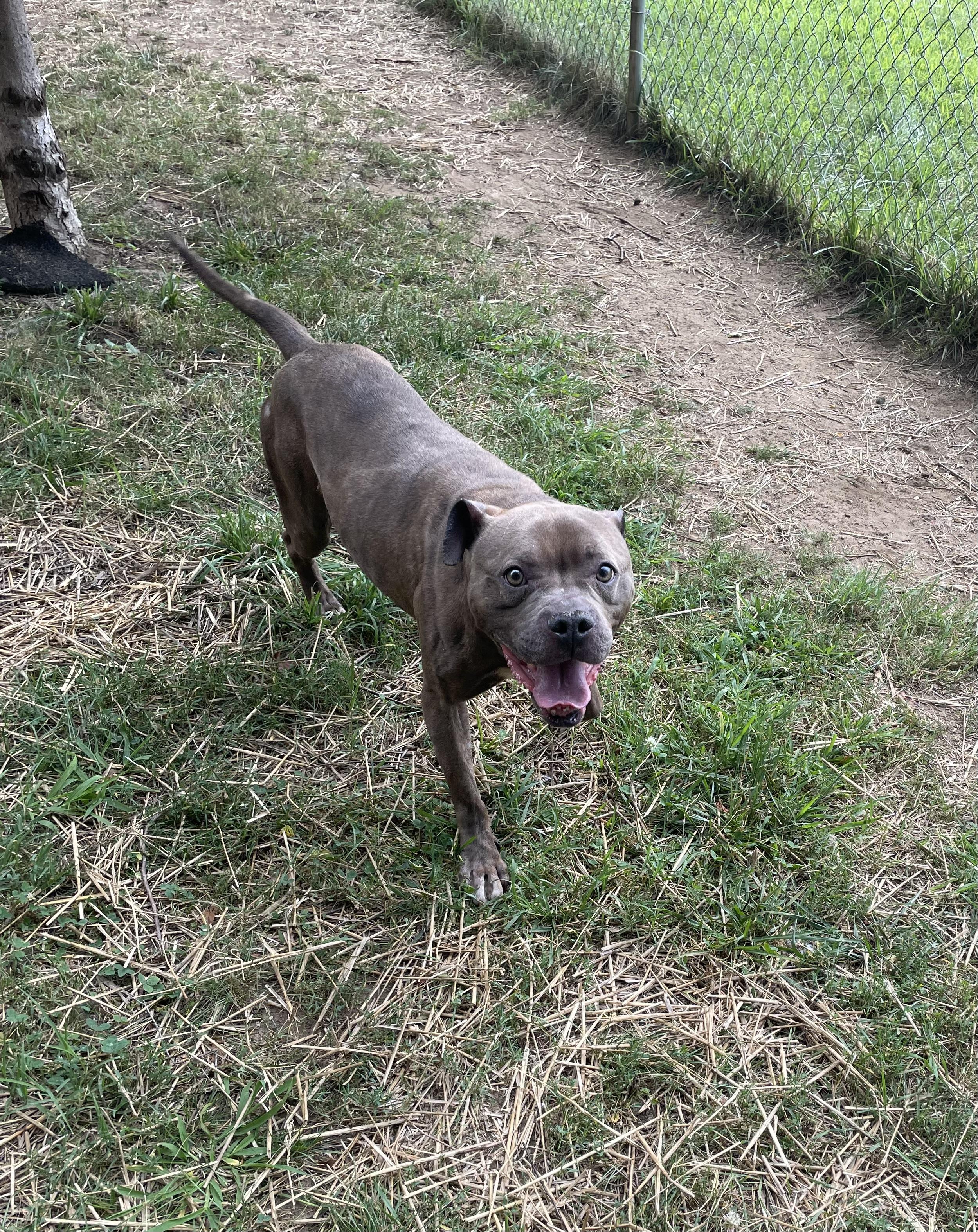 Enlarge Lemon Head, a ADOPTABLE mixed breed in Mishawaka, IN image 2/6