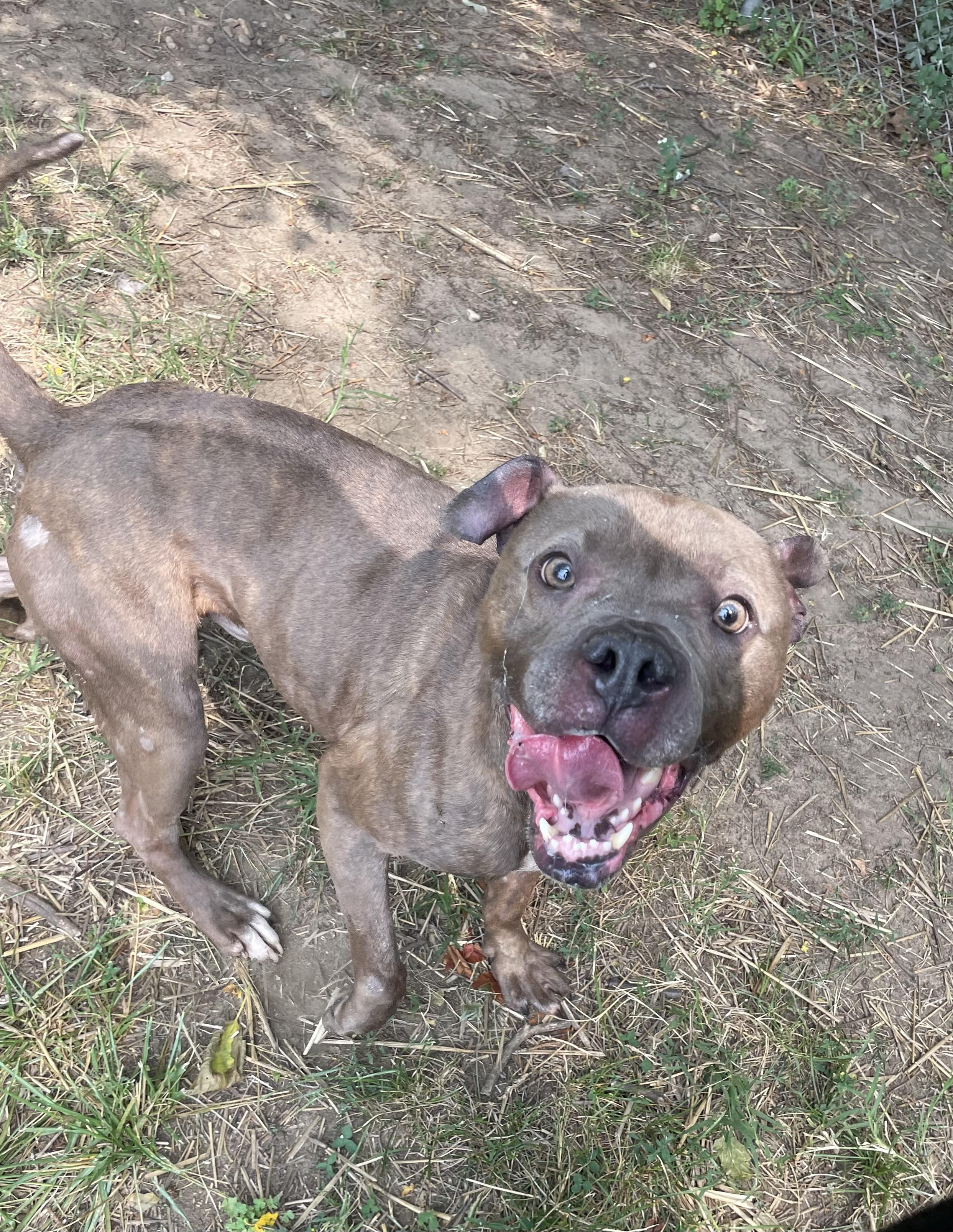 Enlarge Lemon Head, a ADOPTABLE mixed breed in Mishawaka, IN image 4/6