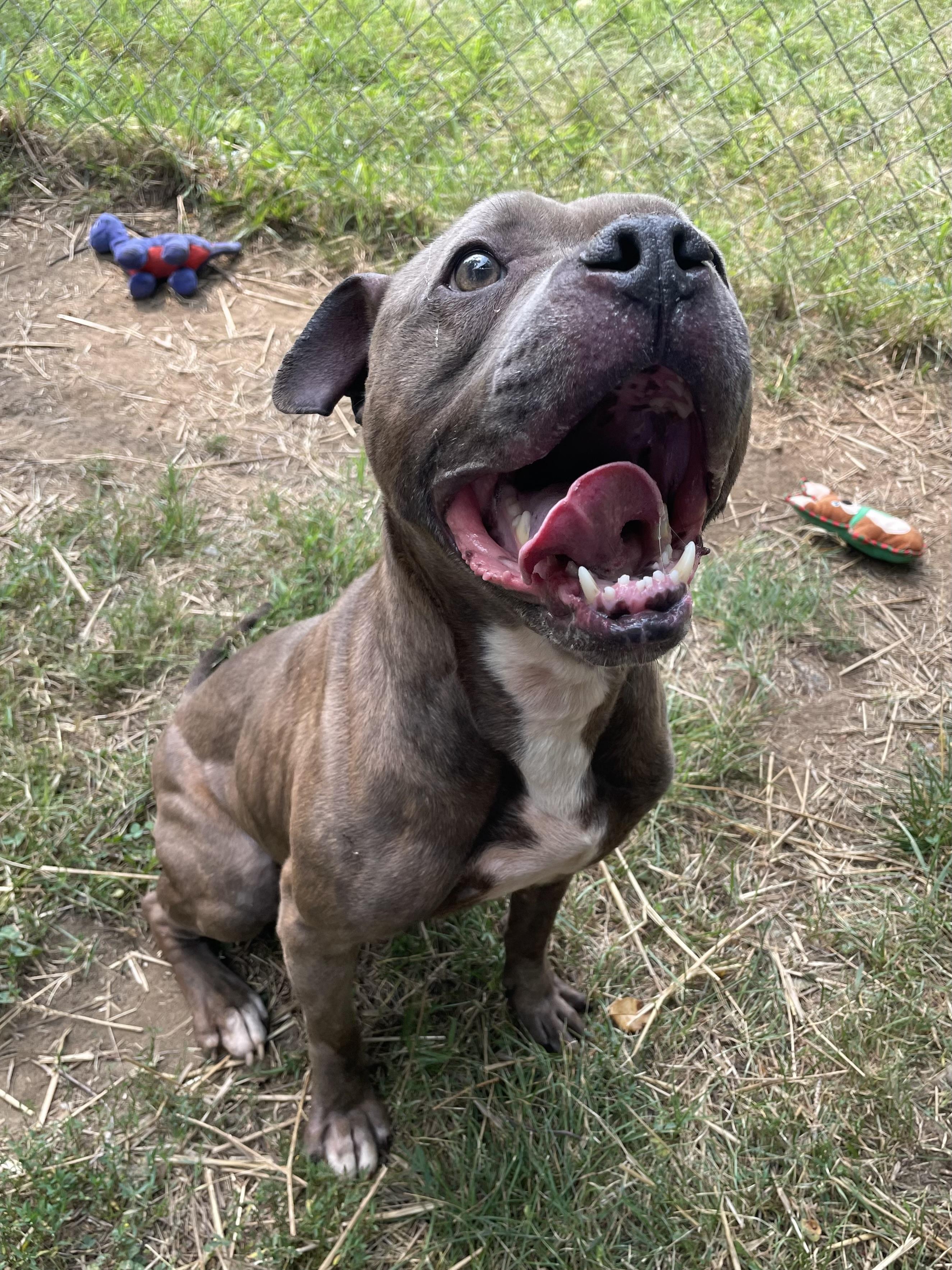 Lemon Head, ADOPTABLE, Adult Male Mixed Breed.