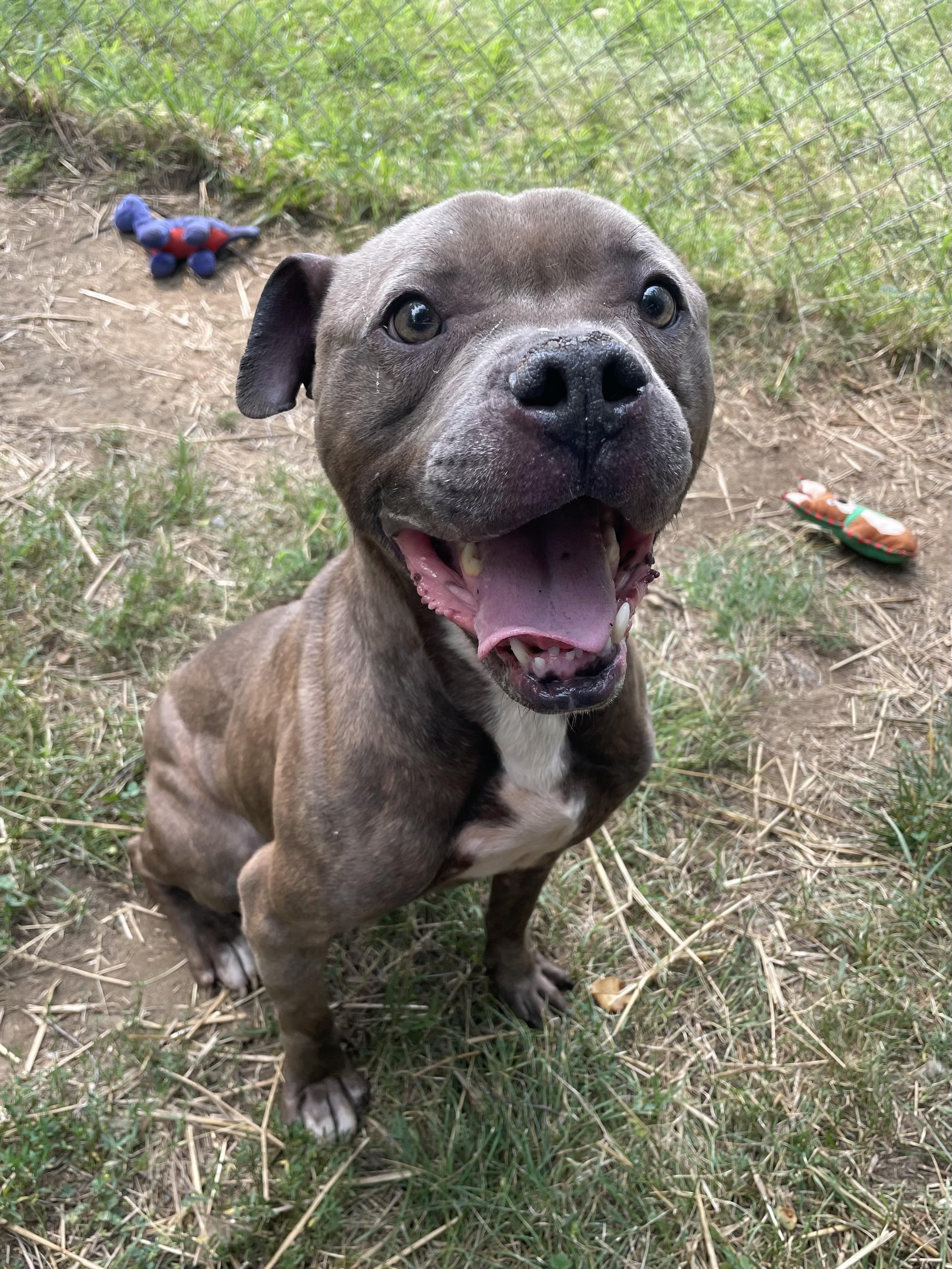 Enlarge Lemon Head, a ADOPTABLE mixed breed in Mishawaka, IN image 6/6