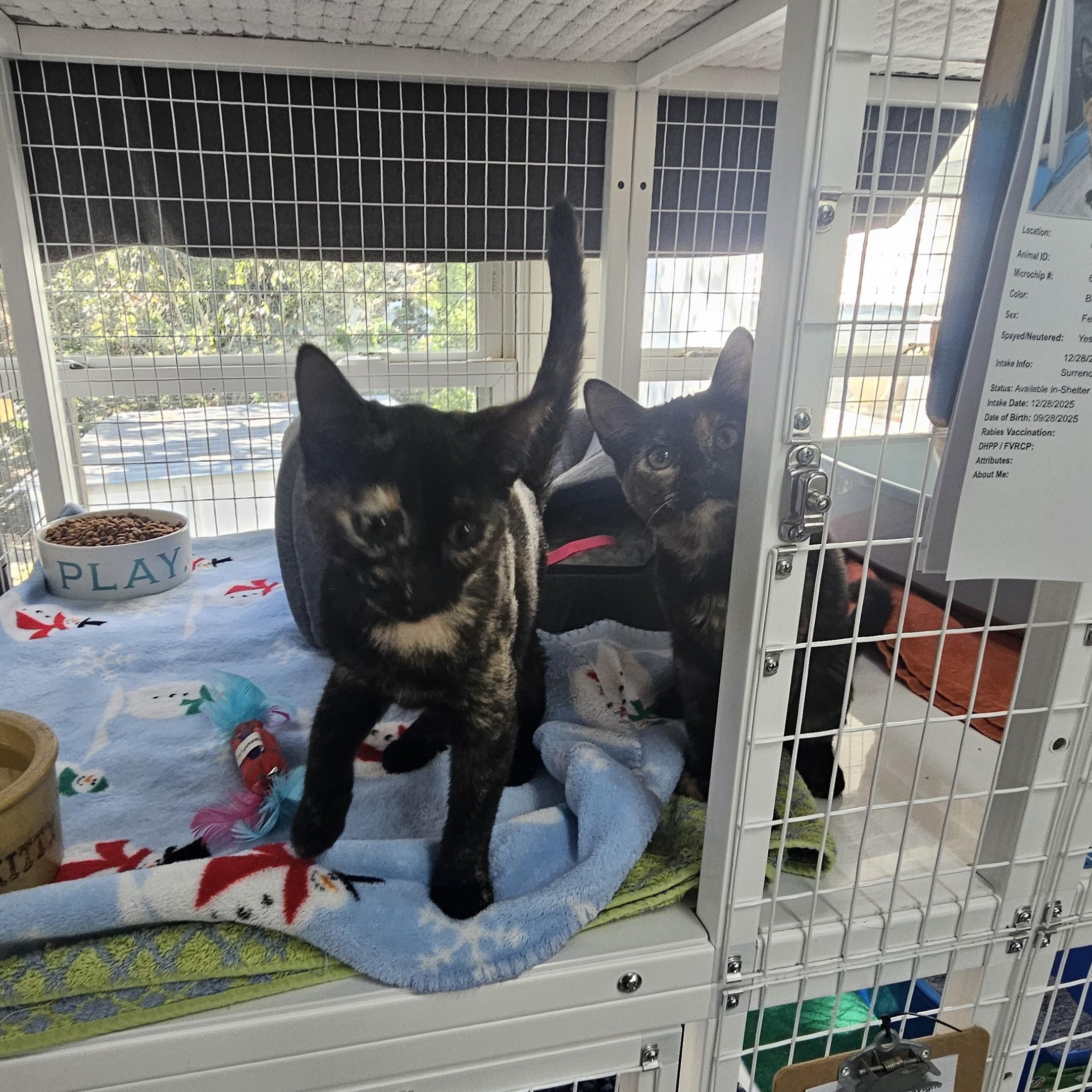 Enlarge Ada Wong and Sheeva, a ADOPTABLE Domestic Short Hair in Melbourne, FL image 1/1