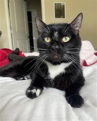 FERGUS, Adoptable, Young Male Domestic Short Hair.