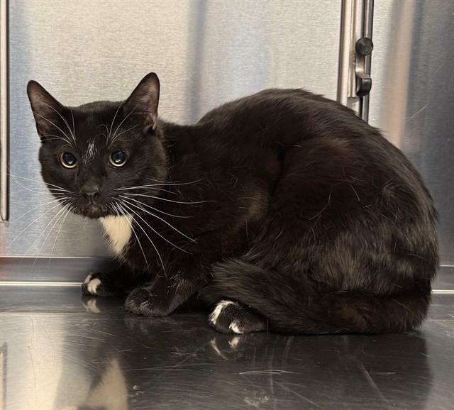 FERGUS, Adoptable, Young Male Domestic Short Hair.