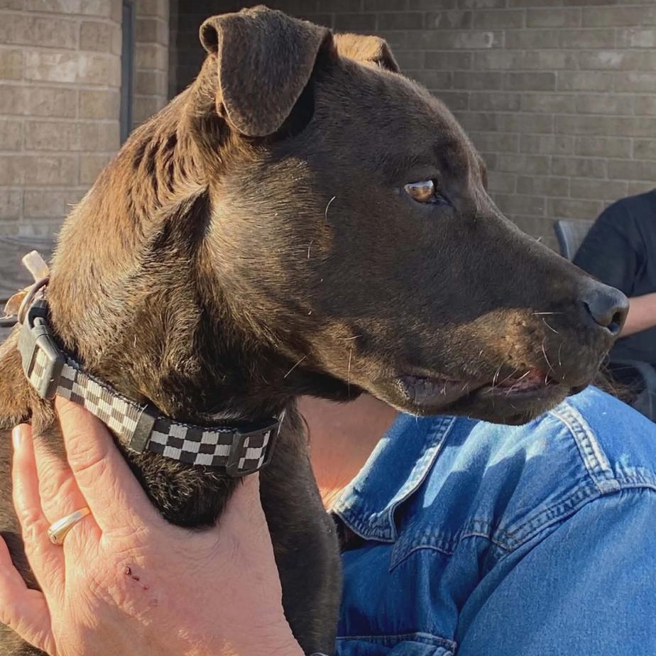 Sage, ADOPTABLE, Young Female Pit Bull Terrier & Labrador Retriever.