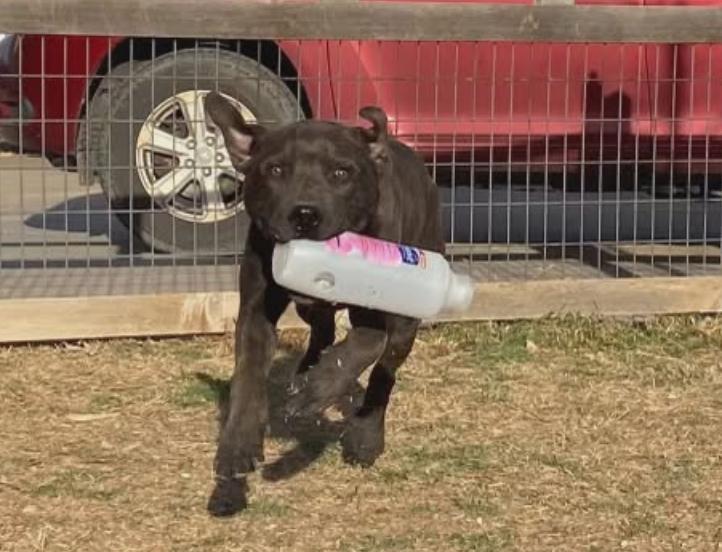 Enlarge Sage, a ADOPTABLE mixed breed in Amarillo, TX image 3/3