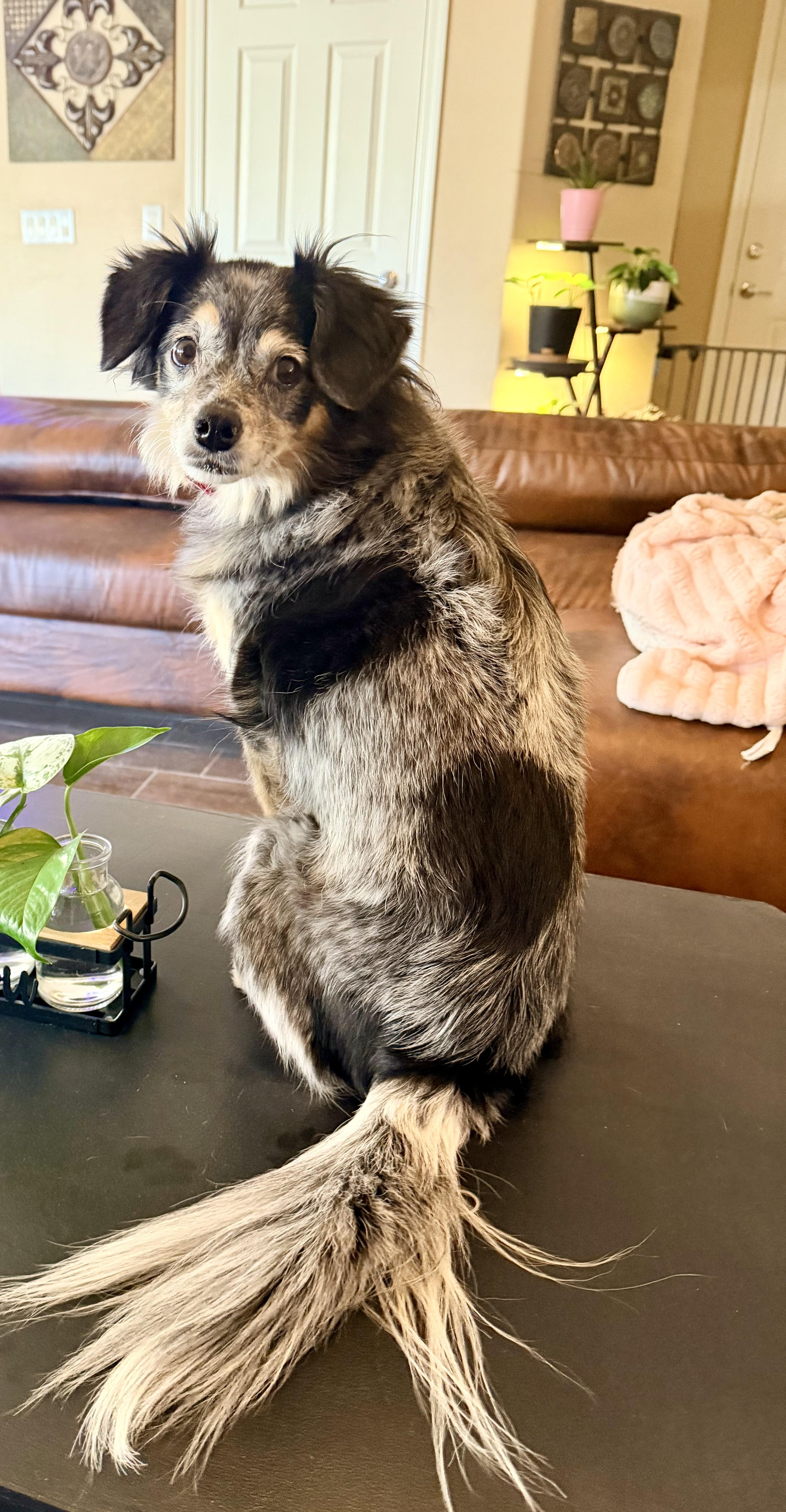 Cashew , a ADOPTABLE mixed breed in Goodyear, AZ image 4/6