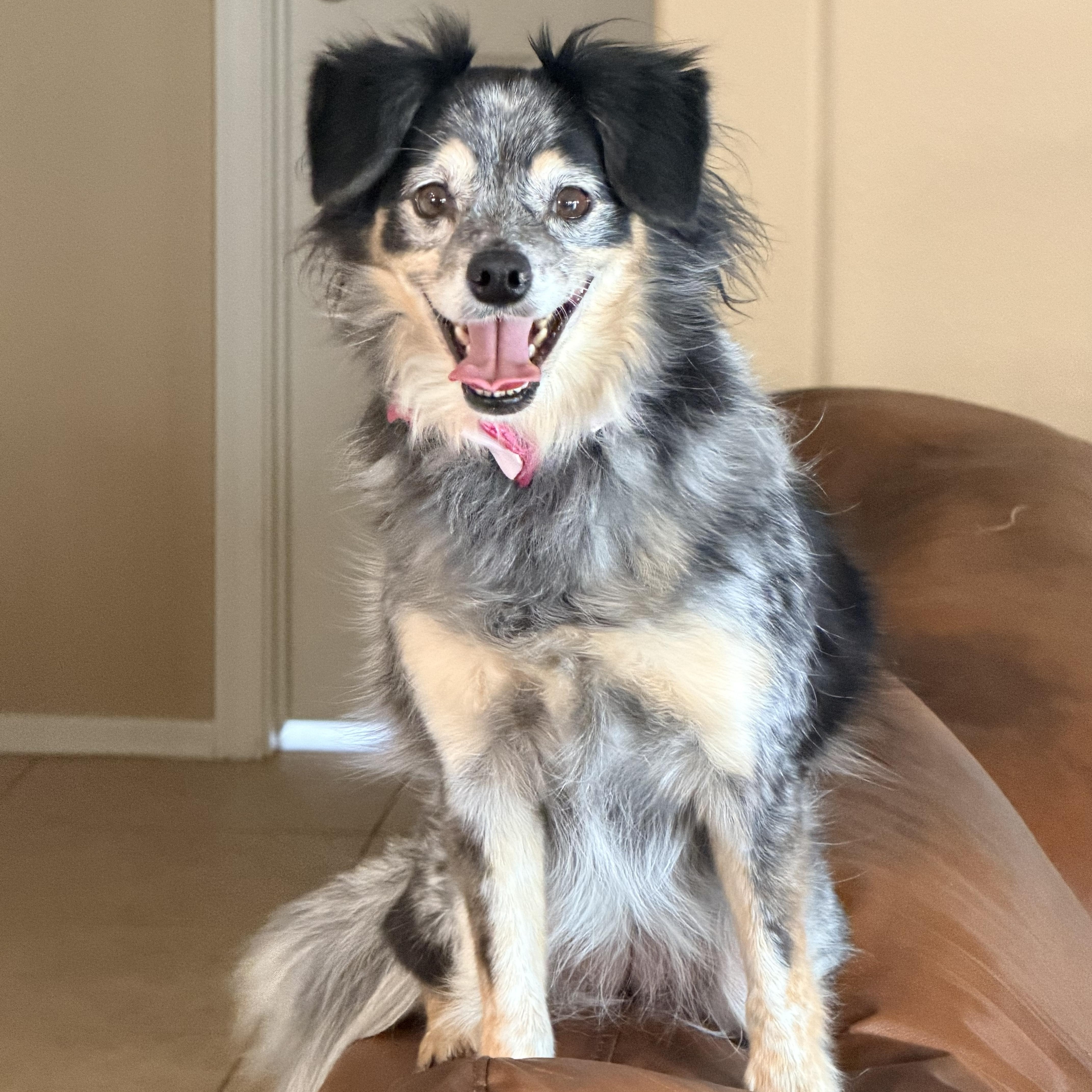 Cashew , a ADOPTABLE mixed breed in Goodyear, AZ image 5/6