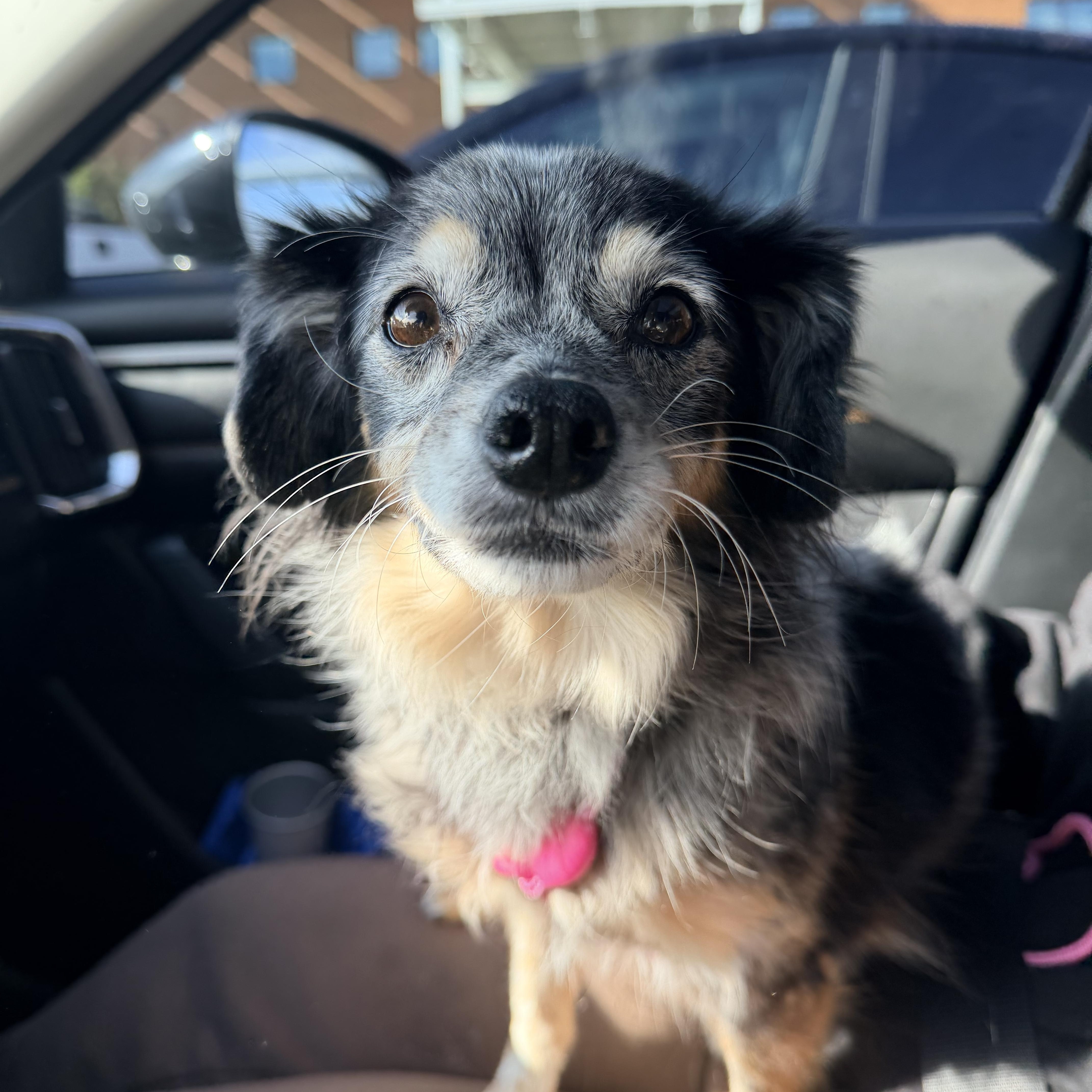 Cashew , a ADOPTABLE mixed breed in Goodyear, AZ image 3/6