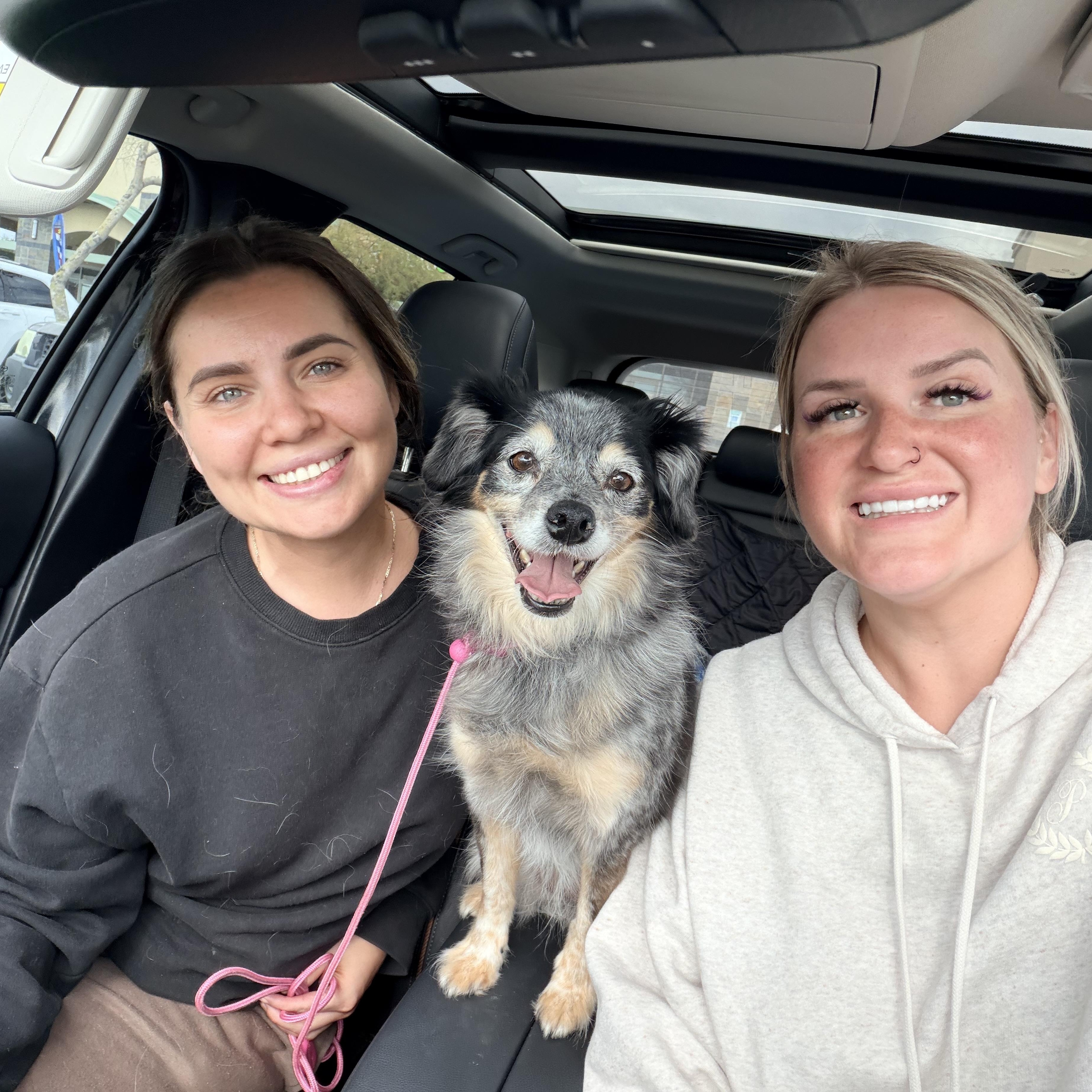 Cashew , a ADOPTABLE mixed breed in Goodyear, AZ image 2/6