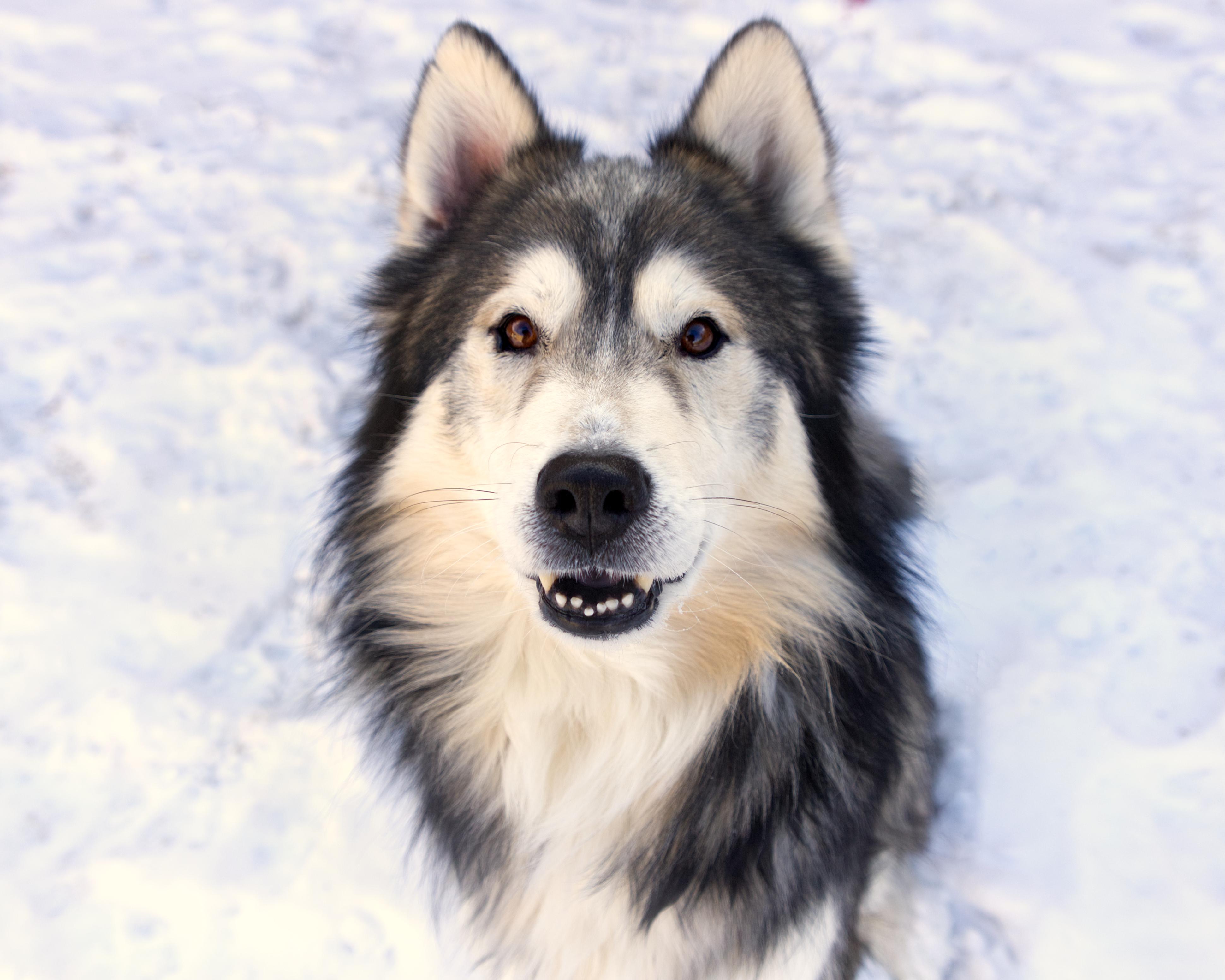 Wily, an adoptable mixed breed in Winnipeg, MB image 1/3