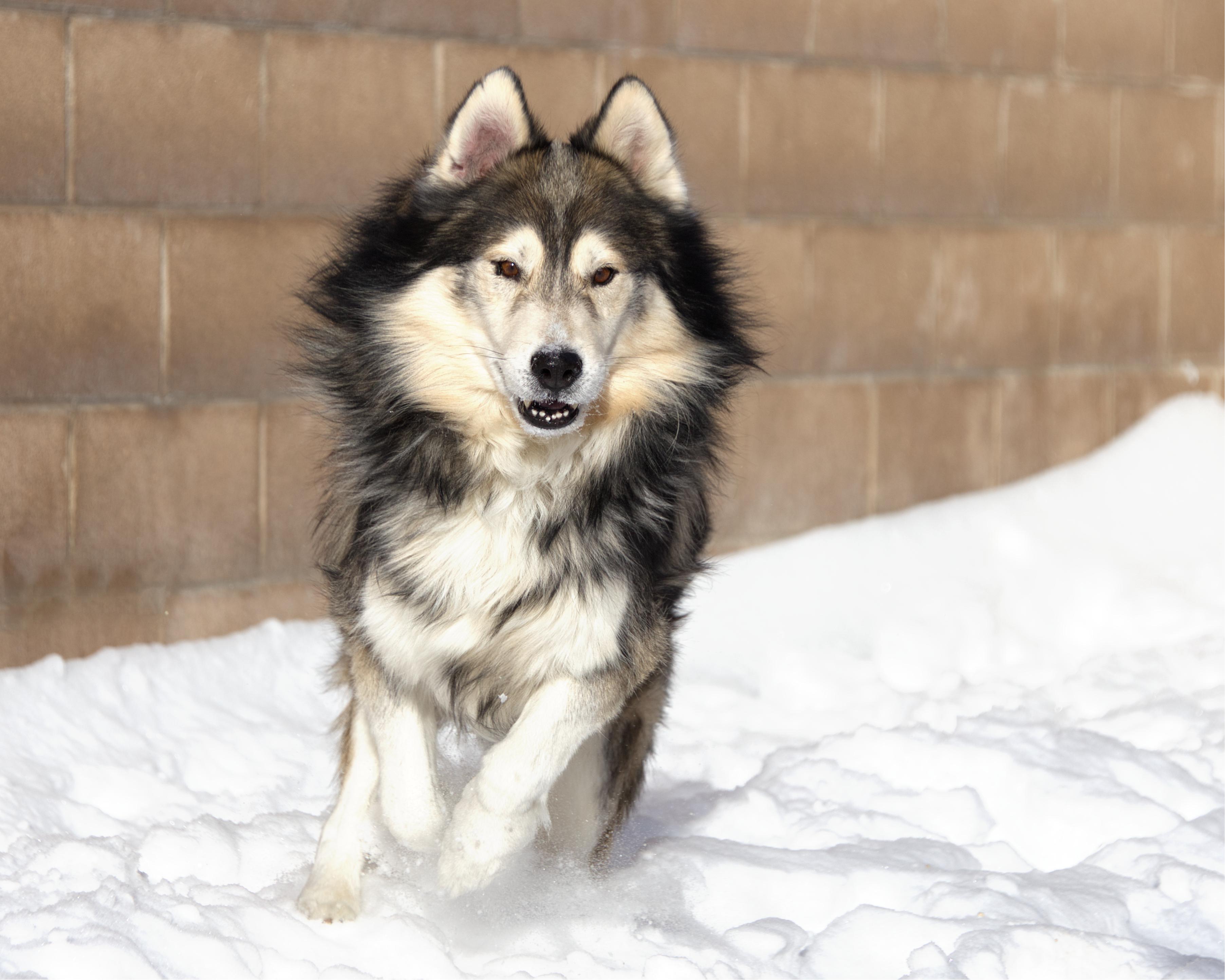 Wily, an adoptable mixed breed in Winnipeg, MB image 2/3