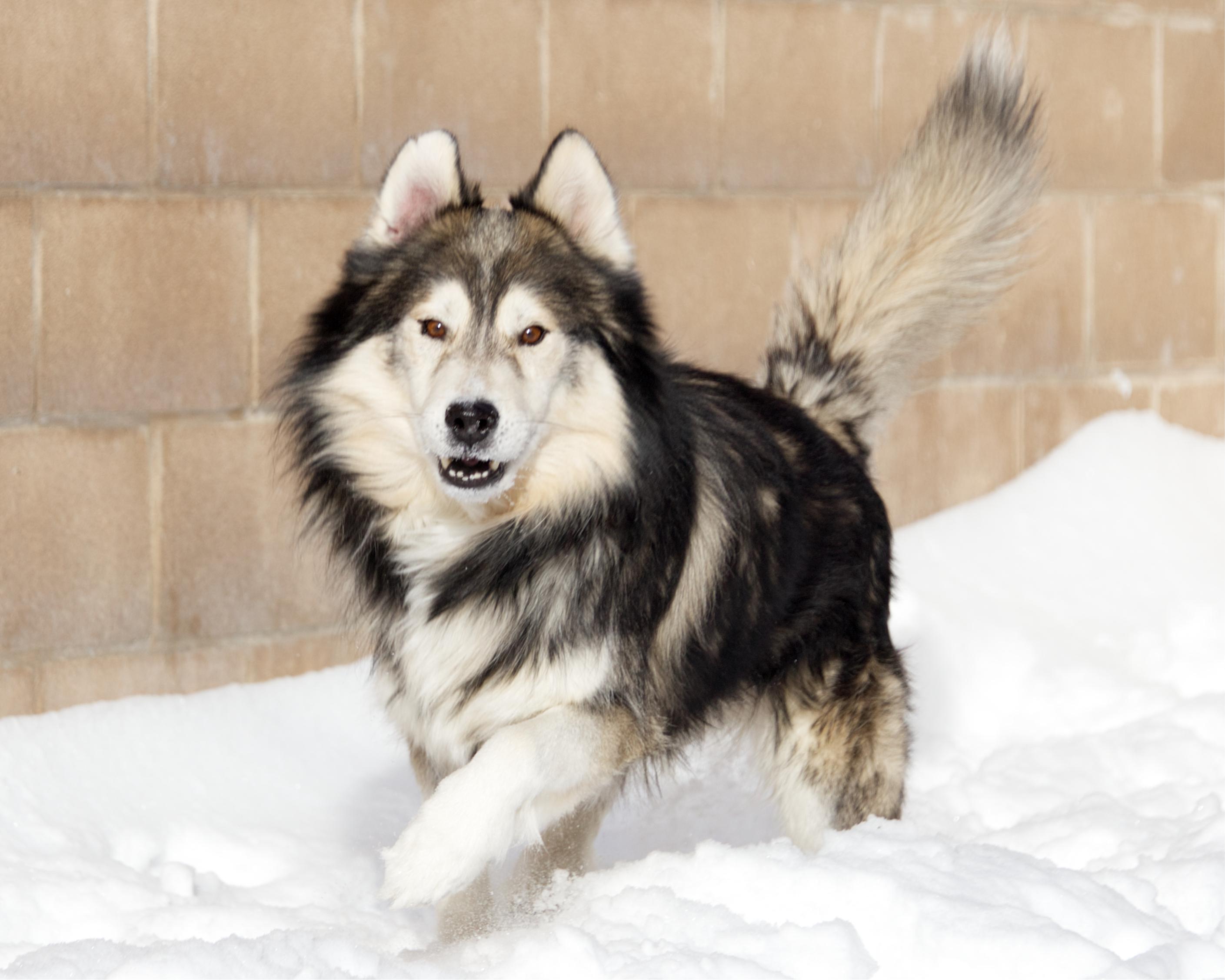 Wily, an adoptable mixed breed in Winnipeg, MB image 3/3