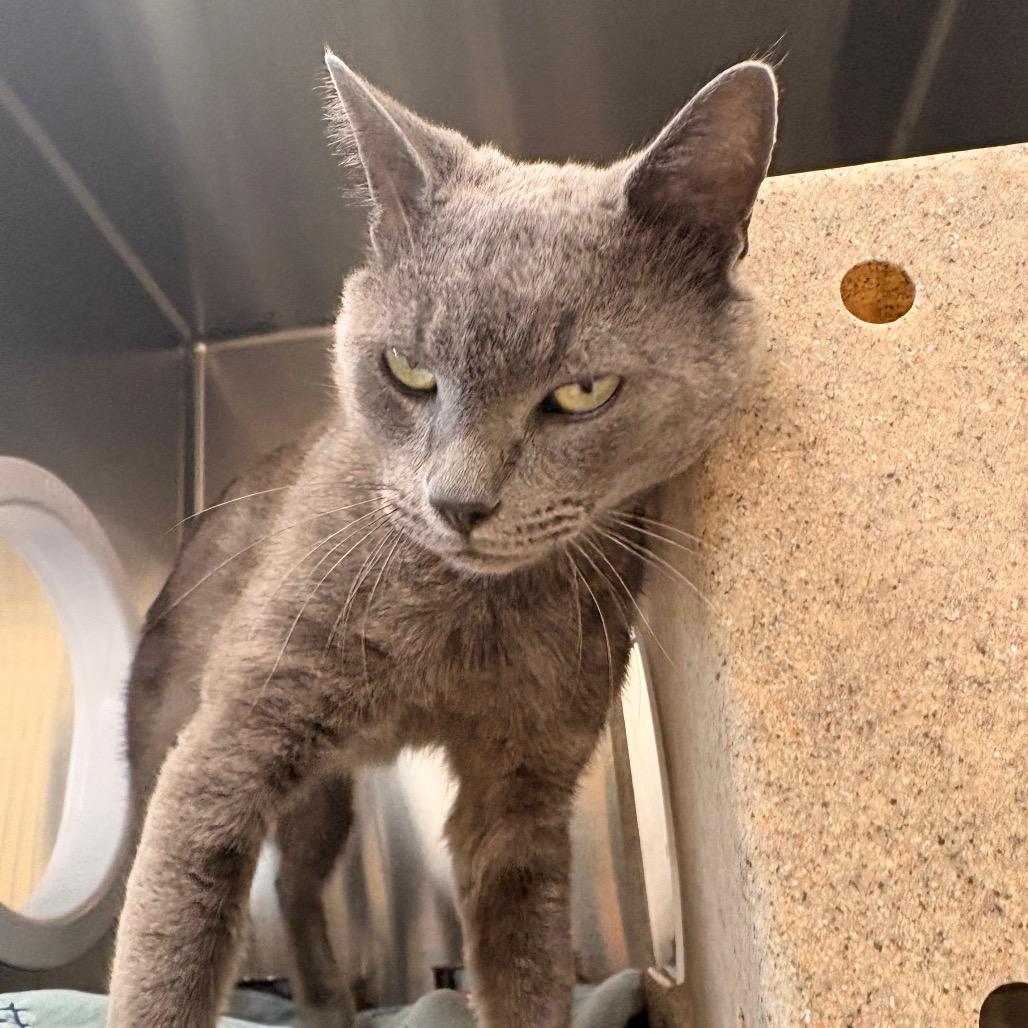 Ethan, Adoptable, Adult Male Domestic Short Hair.