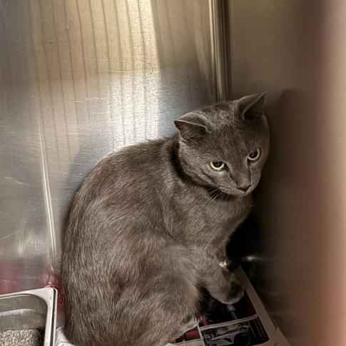 Ethan, a Adoptable Domestic Short Hair in Winston-Salem, NC image 2/3