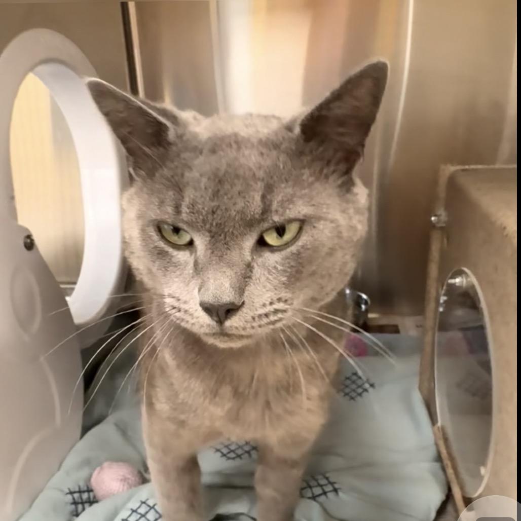 Ethan, a Adoptable Domestic Short Hair in Winston-Salem, NC image 3/3
