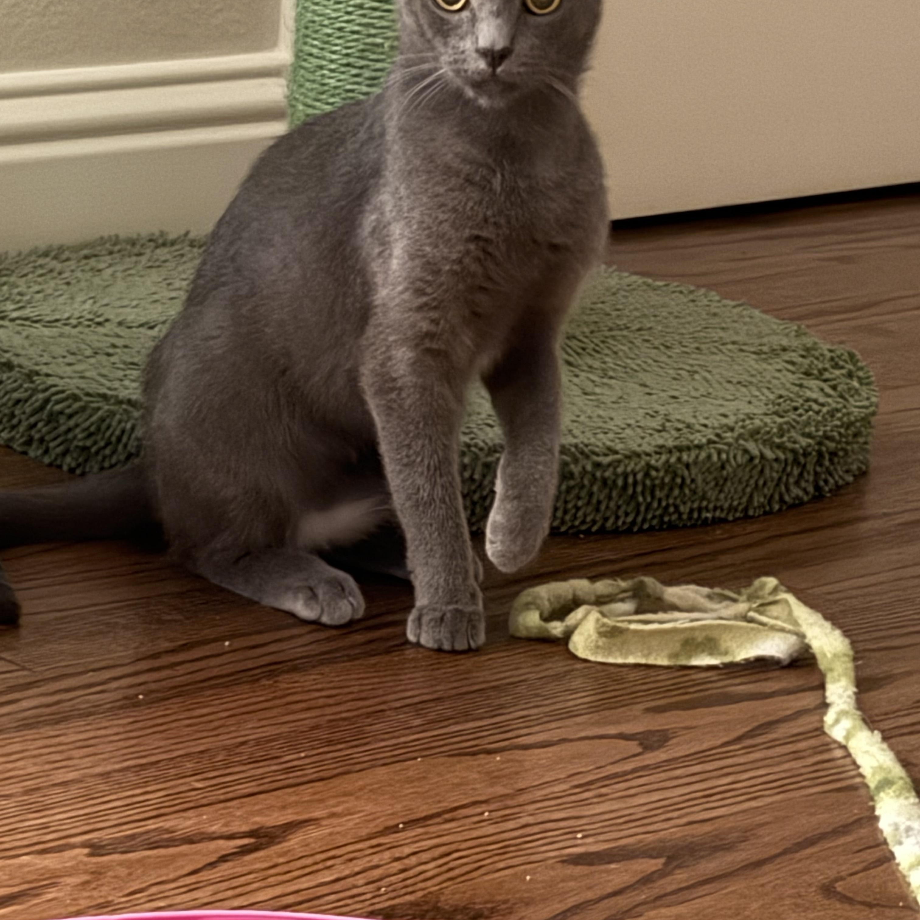 Bluey, Baby Female unknown
