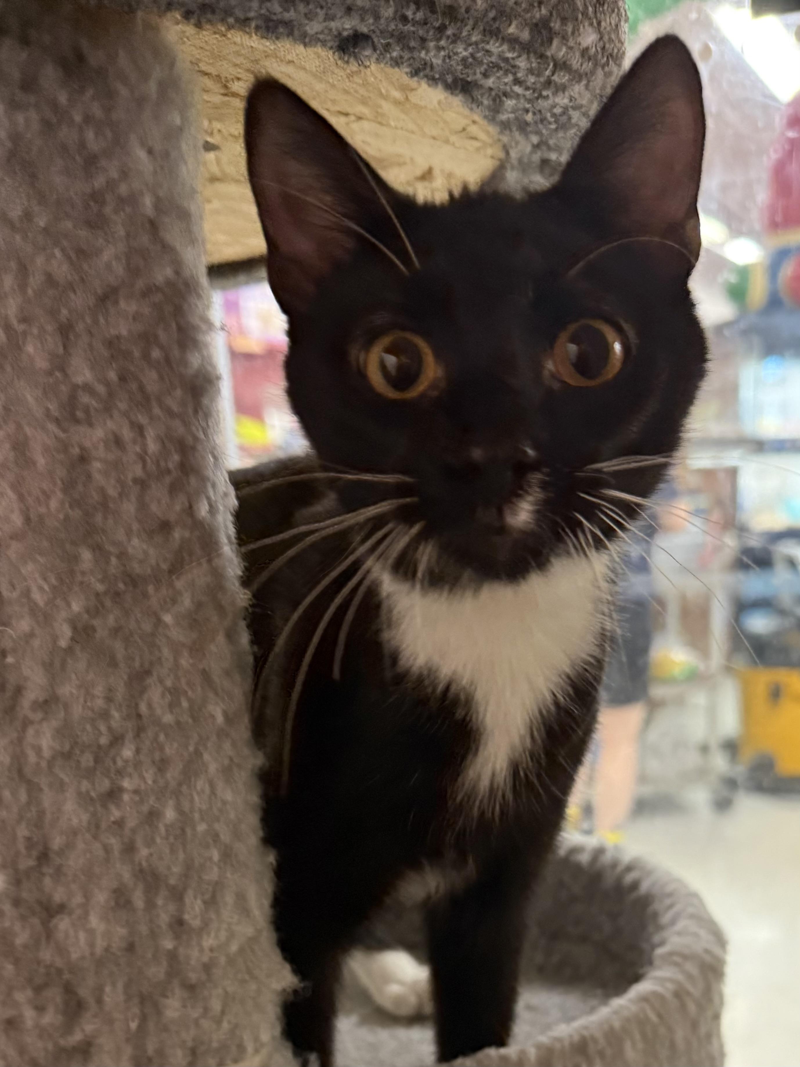 Speck, an adopted Domestic Short Hair in Lake Ozark, MO image 2/2