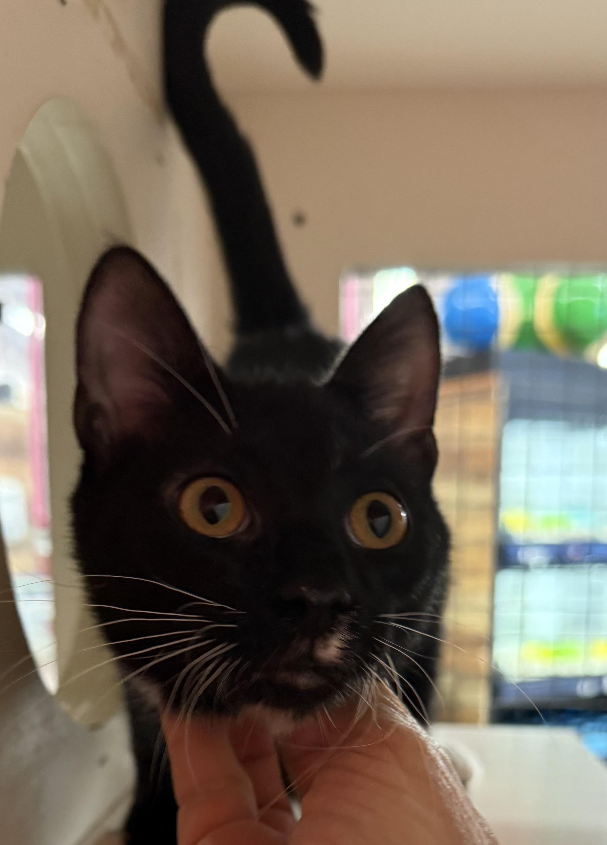 Speck, an adopted Domestic Short Hair in Lake Ozark, MO image 1/2