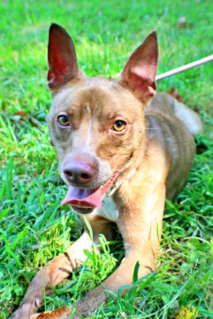 Zara, Adoptable, Adult Female Boston Terrier & Pit Bull Terrier.