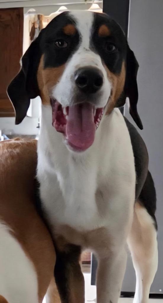 Cletus, Adoptable, Young Male Hound.