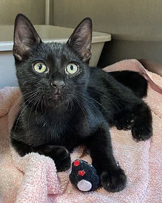 Enlarge Honeysuckle, a Adoptable Domestic Short Hair in Canoga Park, CA image 3/3