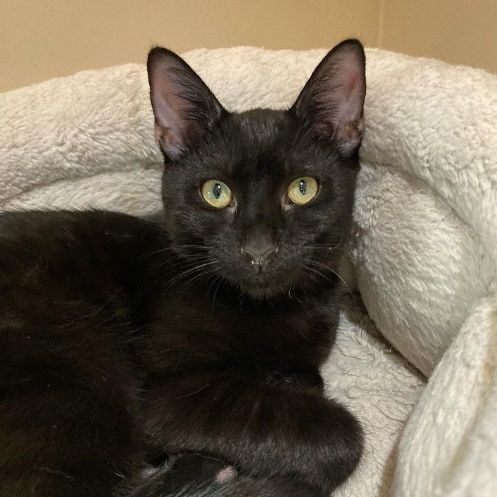 Enlarge Honeysuckle, a Adoptable Domestic Short Hair in Canoga Park, CA image 1/3