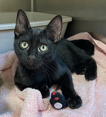 Enlarge Honeysuckle, a Adoptable Domestic Short Hair in Canoga Park, CA image 2/3