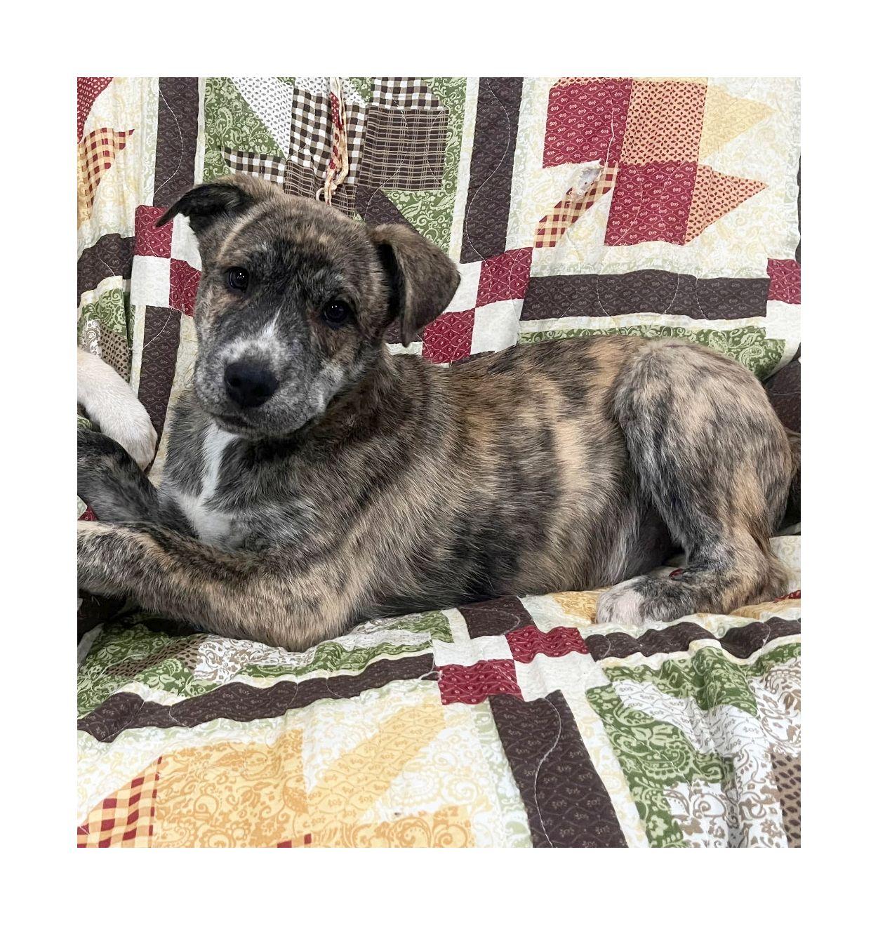 Enlarge Waylon, a ADOPTABLE mixed breed in Melbourne, AR image 3/3