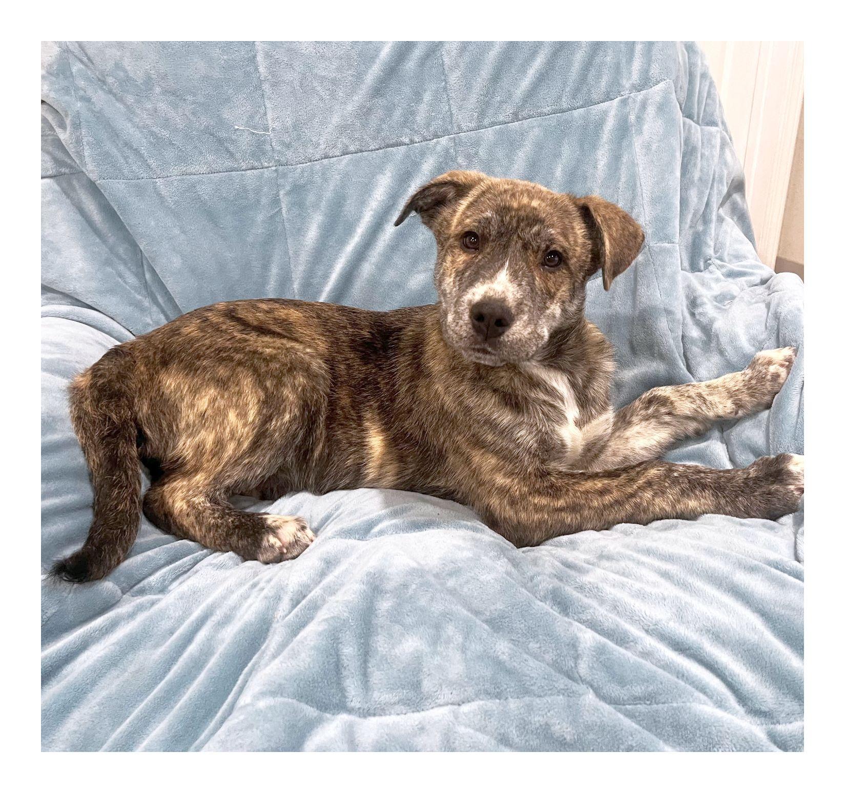 Waylon, ADOPTABLE, Puppy Male Husky & Mountain Cur.