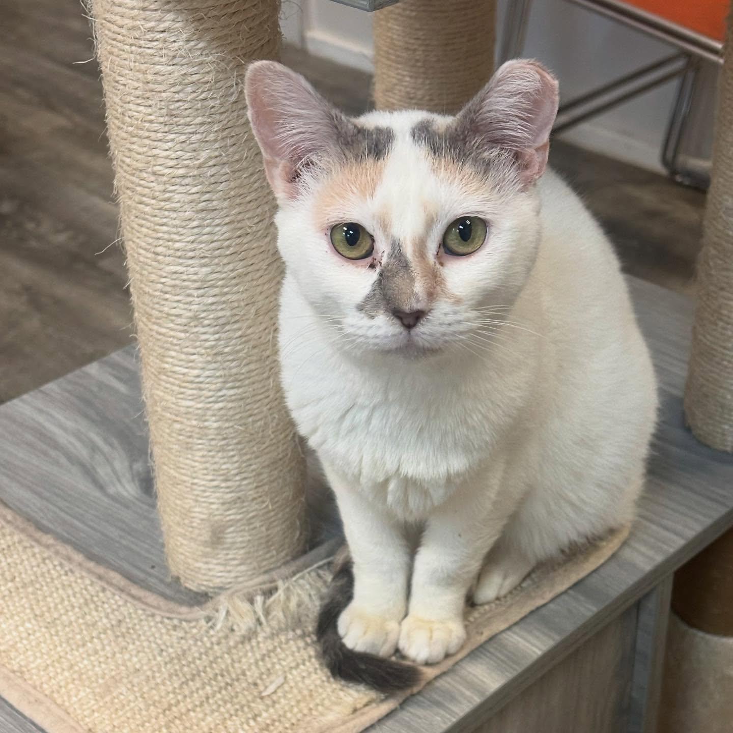 Honey, Adopted, Adult Female Dilute Calico.