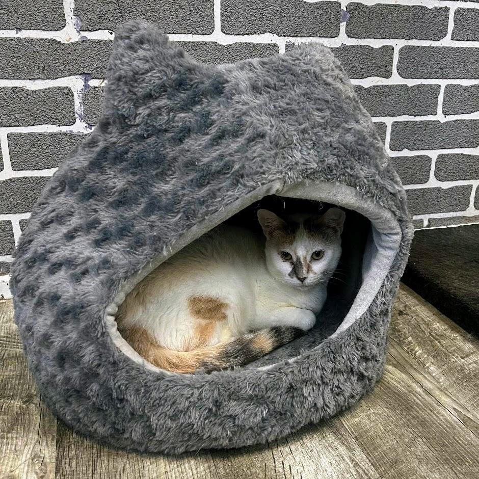 Enlarge Honey, a Adopted Dilute Calico in Tallahassee, FL image 4/4