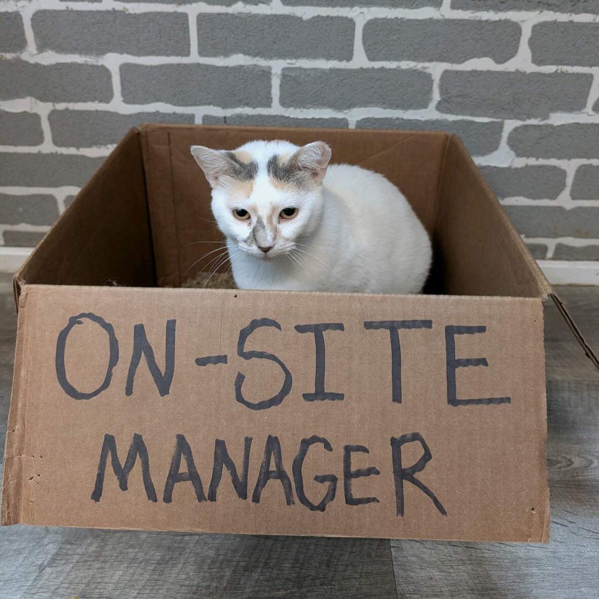 Enlarge Honey, a Adopted Dilute Calico in Tallahassee, FL image 3/4