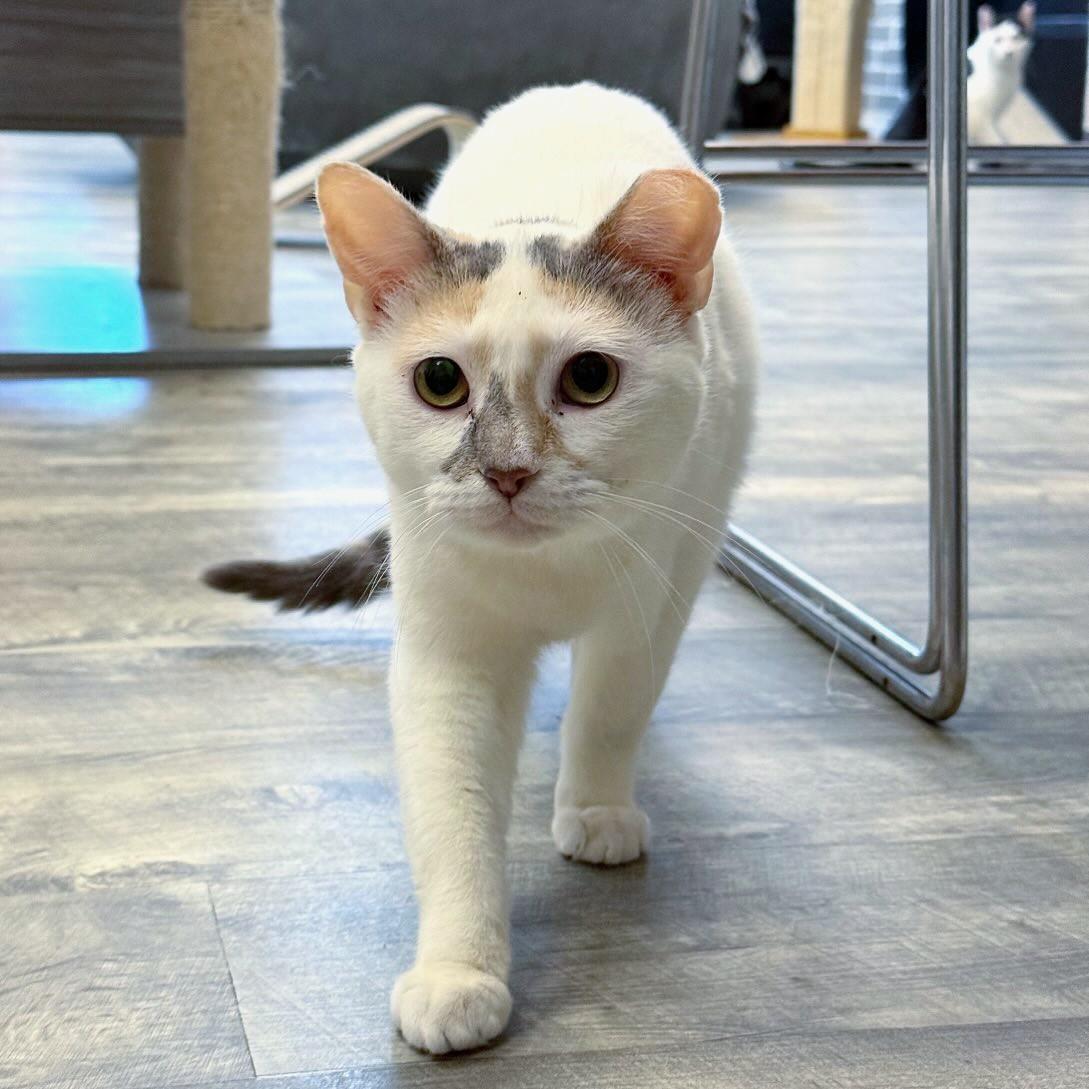 Enlarge Honey, a Adopted Dilute Calico in Tallahassee, FL image 2/4