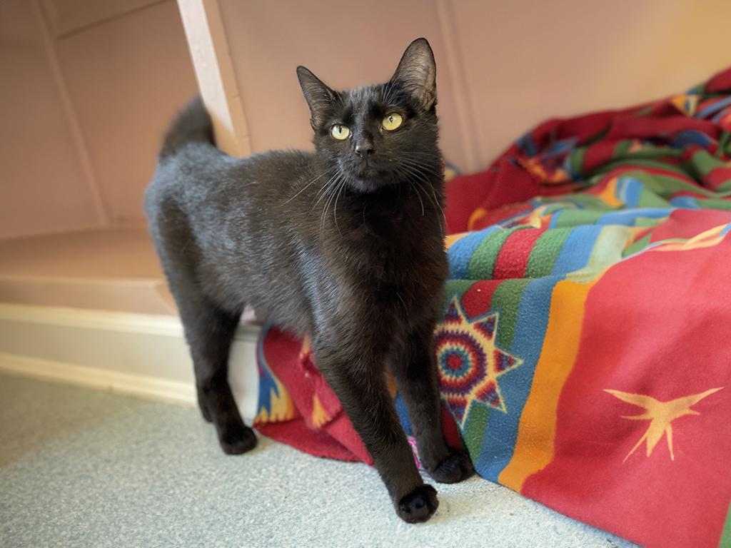 Raine, Adoptable, Adult Female Domestic Short Hair.