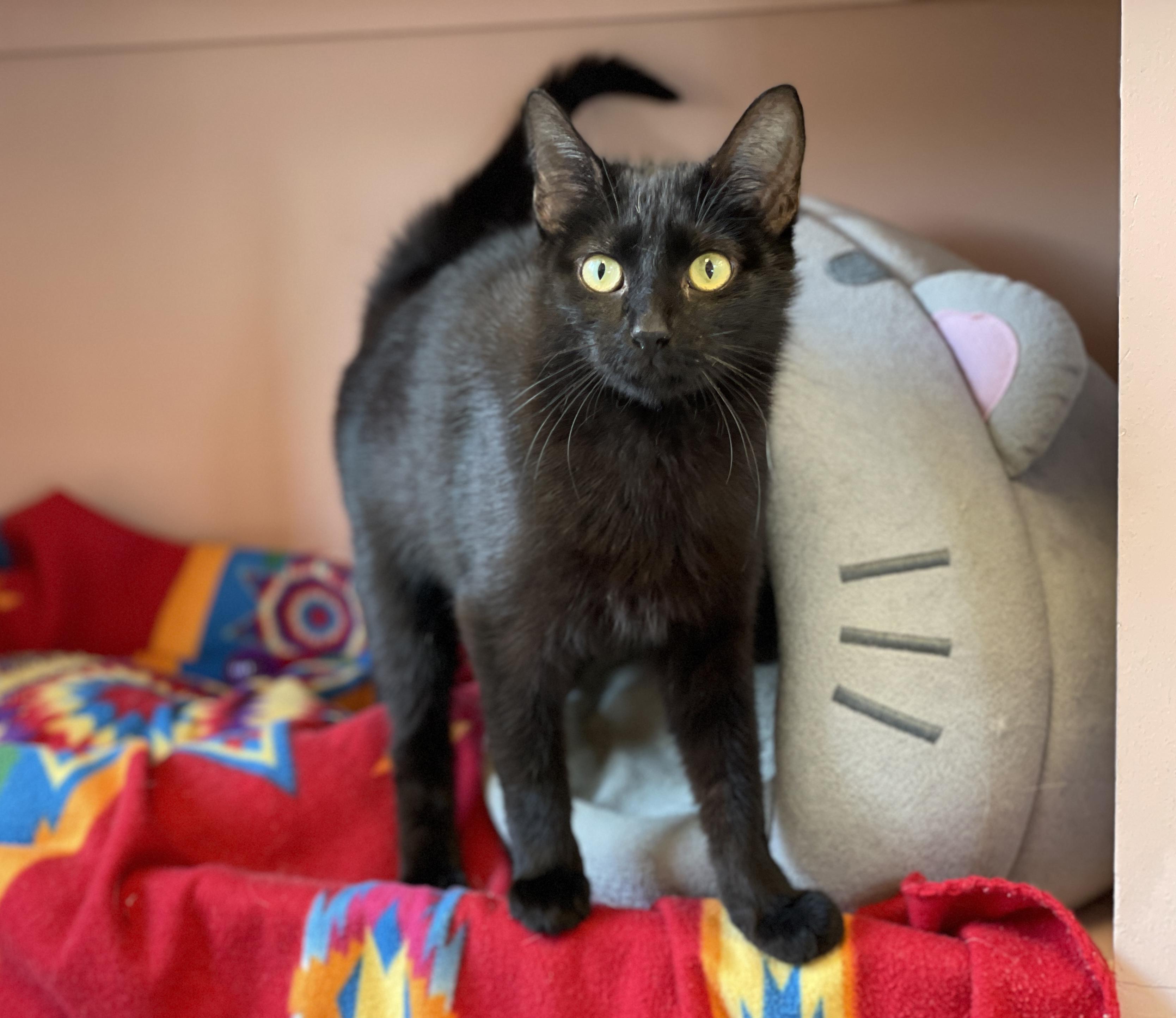 Raine, a Adoptable Domestic Short Hair in Charles Town, WV image 2/3