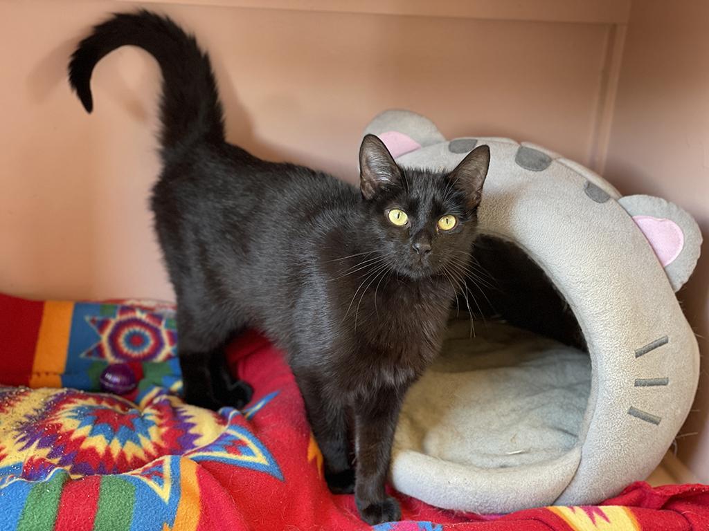 Raine, a Adoptable Domestic Short Hair in Charles Town, WV image 3/3