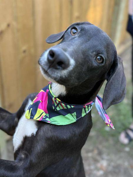 TUX, a Adoptable mixed breed in Baton Rouge, LA image 3/6