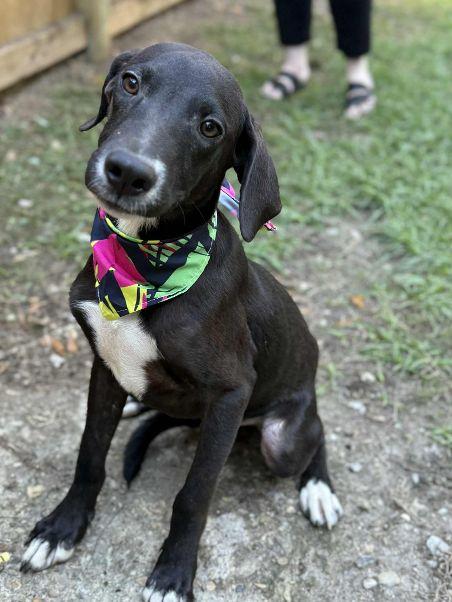 TUX, a Adoptable mixed breed in Baton Rouge, LA image 1/6