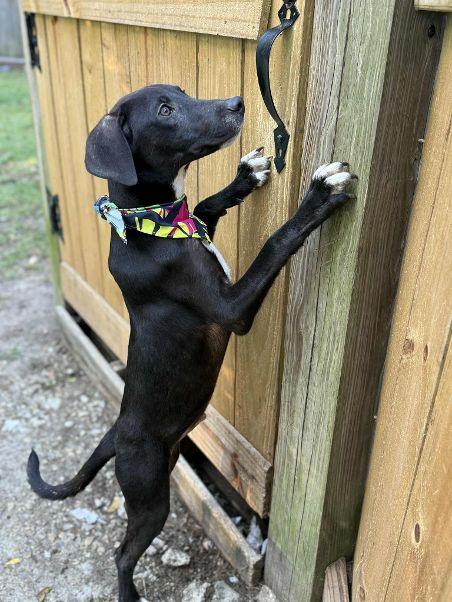 TUX, a Adoptable mixed breed in Baton Rouge, LA image 5/6