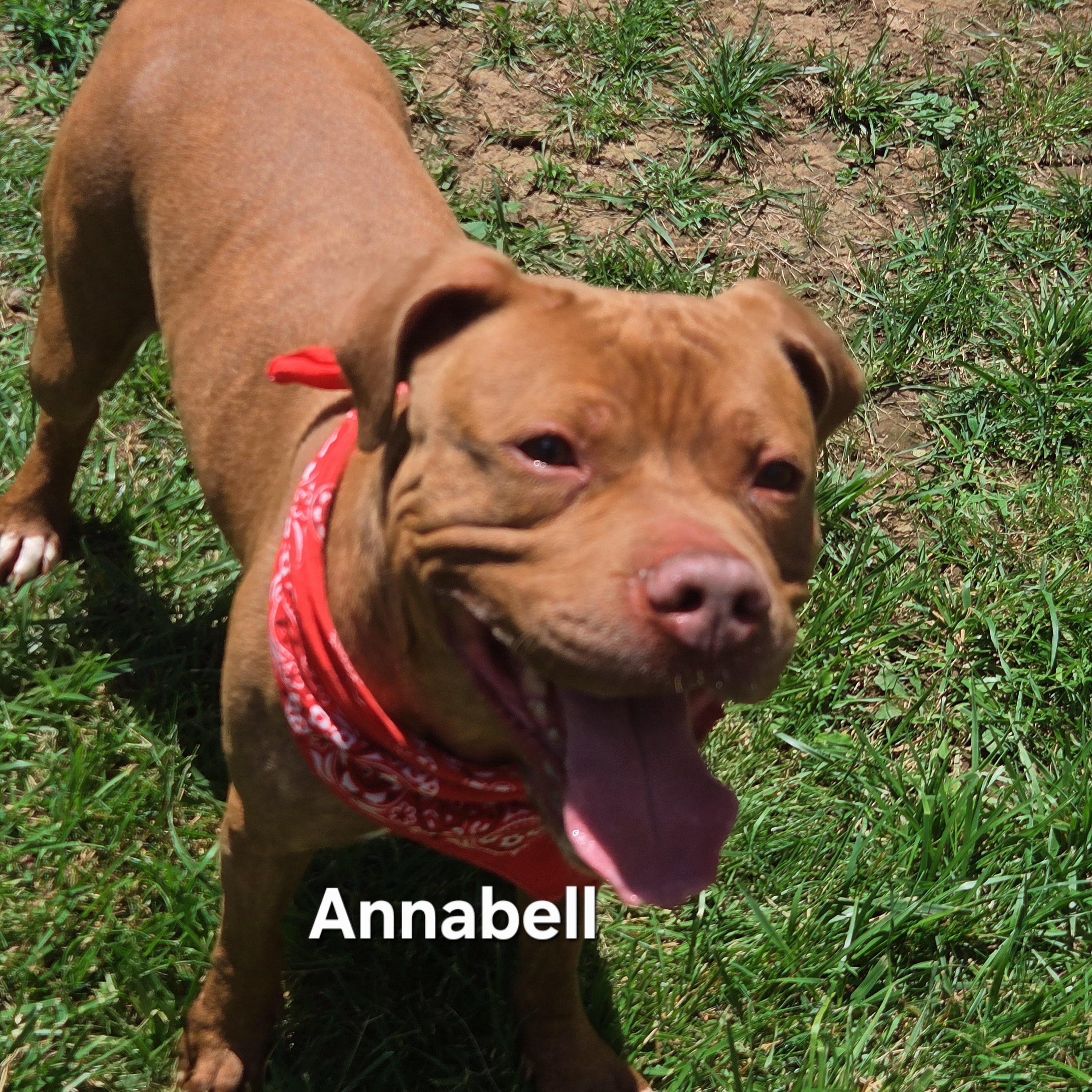 Enlarge Annabell, a Adoptable mixed breed in Medina, OH image 3/4