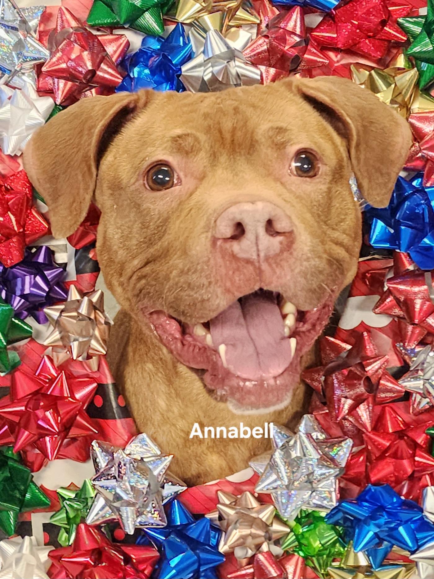 Annabell, a Adoptable mixed breed in Medina, OH image 1/5