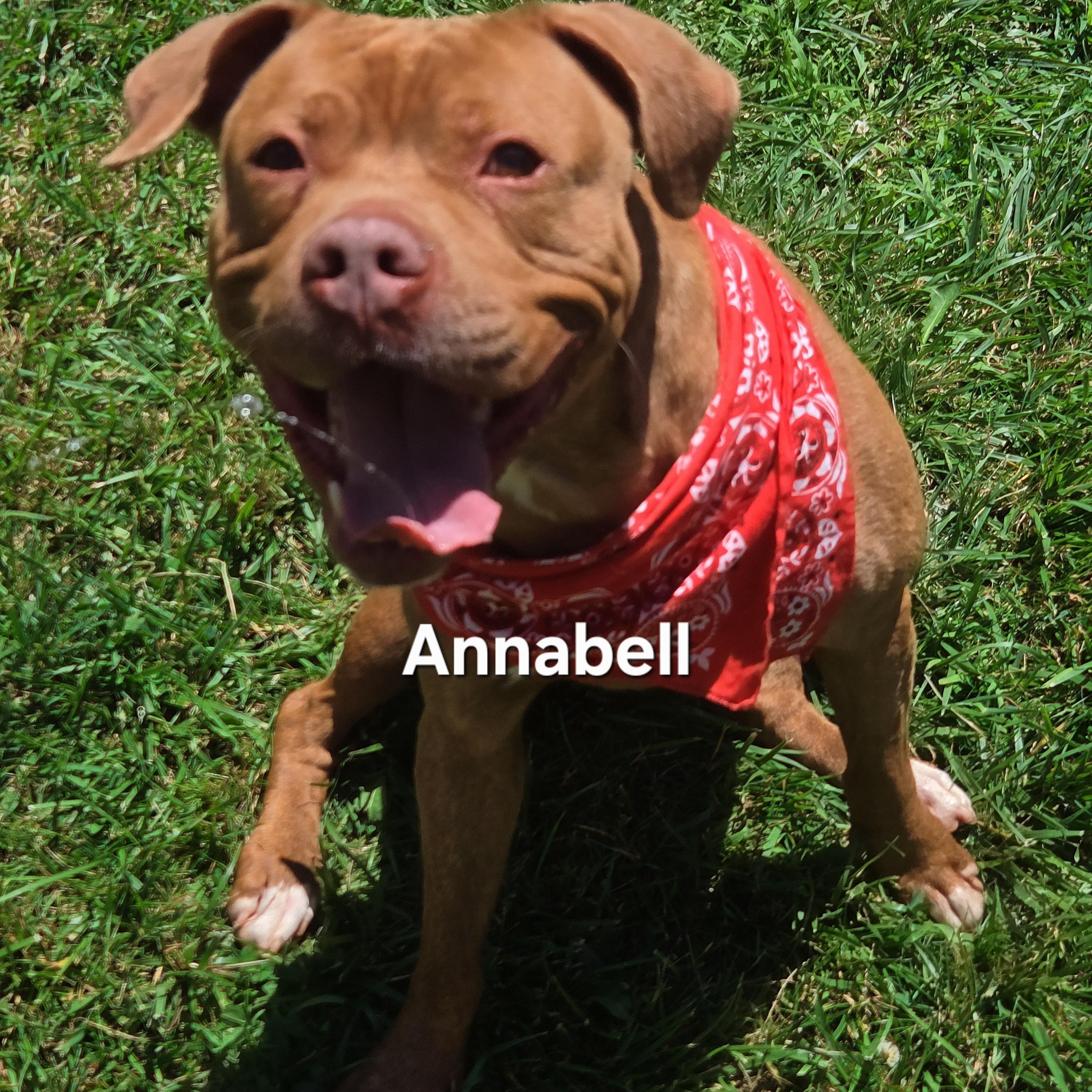 Enlarge Annabell, a Adoptable mixed breed in Medina, OH image 2/4